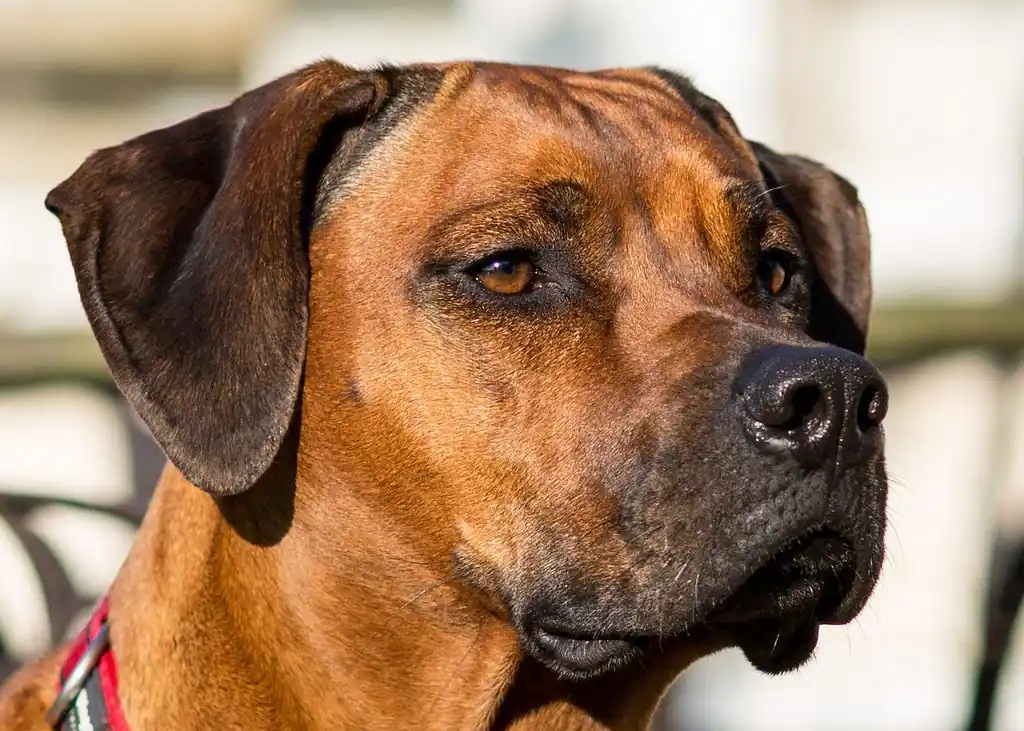 tête de Rhodesian Ridgeback